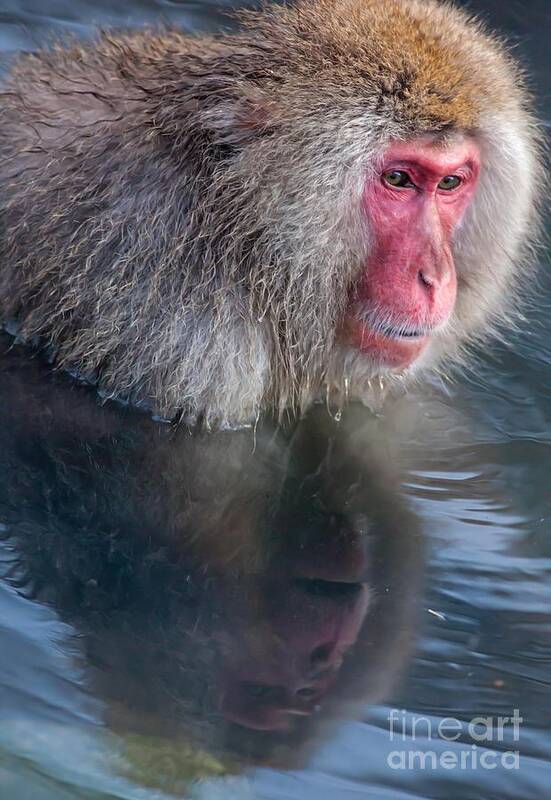 Japanese Macaque Art Print featuring the photograph Reverie by Natural Focal Point Photography