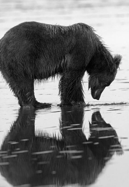 Bear Art Print featuring the photograph Reflection of Our Inner Selves by Shari Sommerfeld