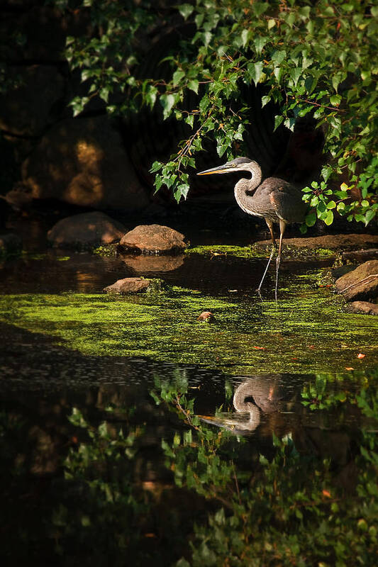 Ardea Herodias Art Print featuring the photograph Reflective Heron by Sylvia J Zarco