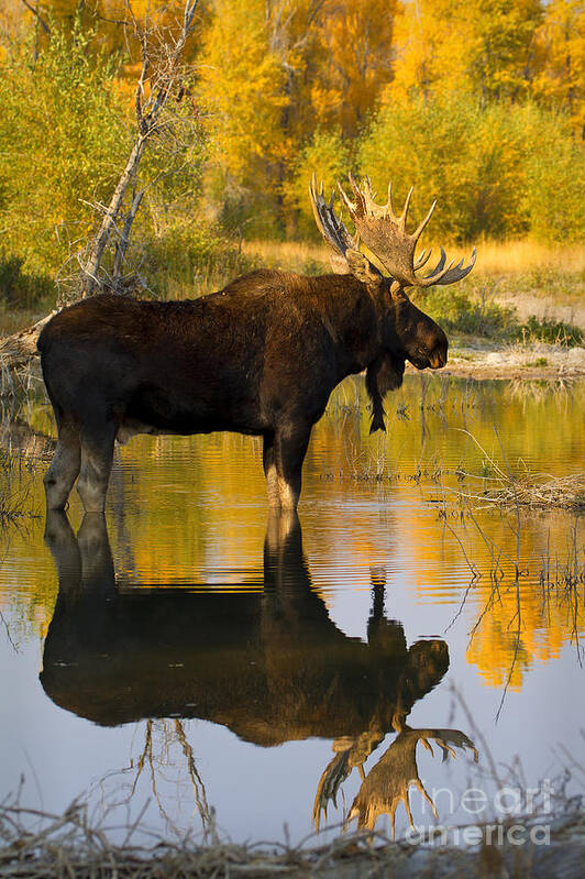 Moose Art Print featuring the photograph Respite by Aaron Whittemore