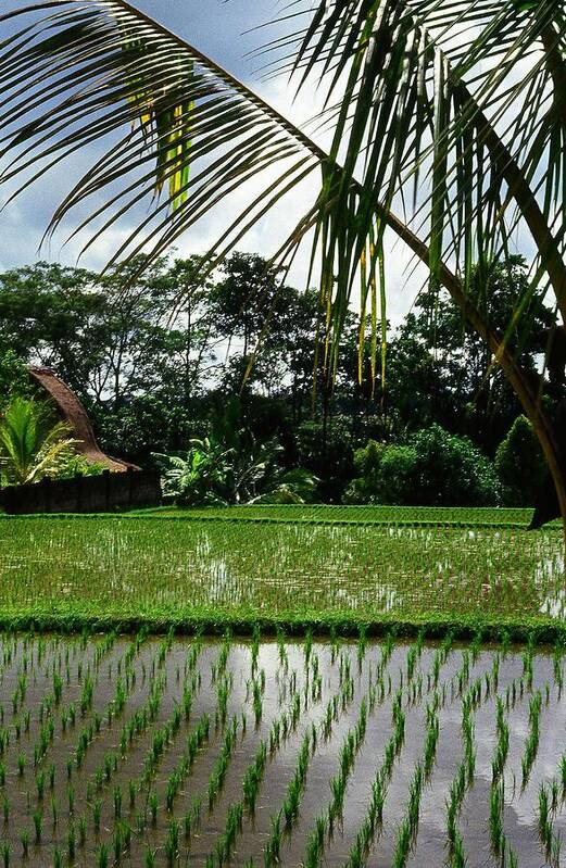 Asia Art Print featuring the photograph Rice Fields Bali by Juergen Weiss