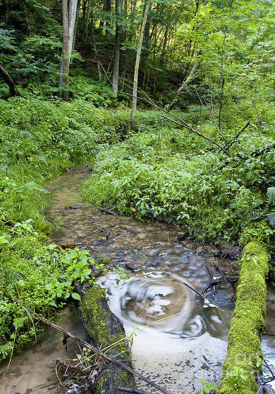 Ridgeway Art Print featuring the photograph Ridgeway creek by Steven Ralser