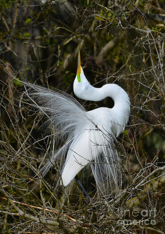 Great Egret Art Print featuring the photograph Rituals Of Courtship by Kathy Baccari