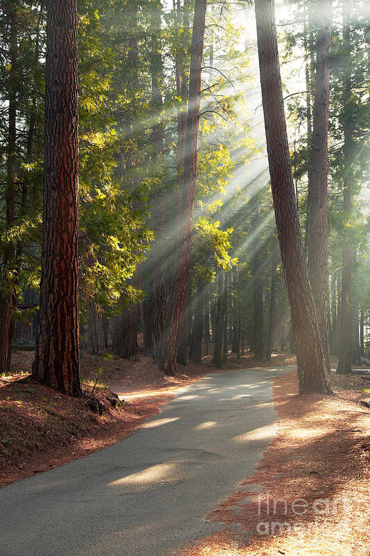Redwood Art Print featuring the photograph Road through Mariposa Grove by Jane Rix