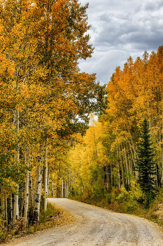 Fall Color Art Print featuring the photograph Road Through the Gold by Juli Ellen
