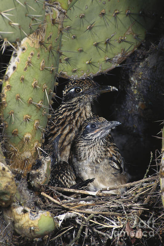 Greater Roadrunner Art Print featuring the photograph Roadrunners In Nest by Anthony Mercieca