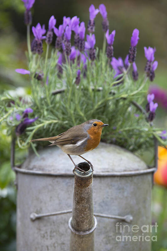 Robin Art Print featuring the photograph Robin by Tim Gainey