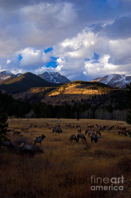 Colorado Art Print featuring the photograph Rocky Mountain Elk by Barbara Schultheis