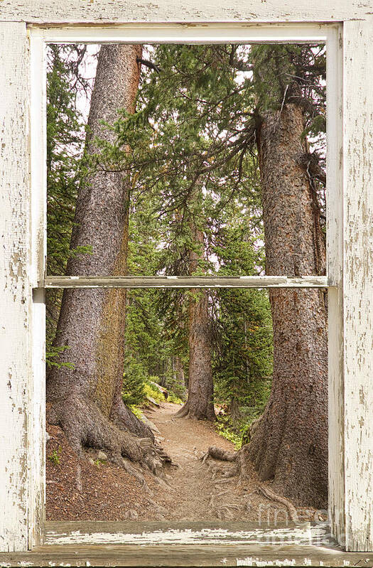 Forest Art Print featuring the photograph Rocky Mountain Forest Window View by James BO Insogna