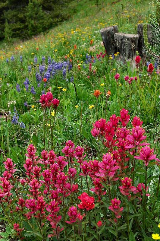 Wildflower Art Print featuring the photograph Rocky Mountain Wildflowers by Lynn Bauer