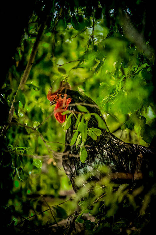 Black Art Print featuring the photograph Rooster In A Tree by YoPedro