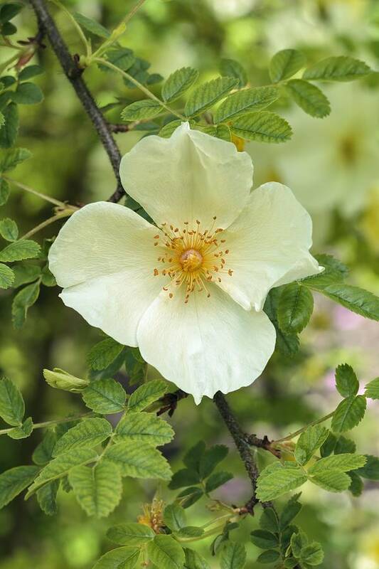 Rosa 'cantabrigiensis' Art Print featuring the photograph Rosa 'Cantabrigiensis' by Science Photo Library