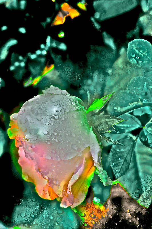 Rose Art Print featuring the photograph Rose 82 by Pamela Cooper