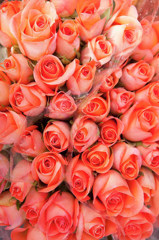 Orange Color Art Print featuring the photograph Roses For Sale In A Florist by Owen Franken