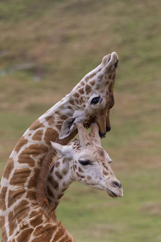 Feb0514 Art Print featuring the photograph Rothschild Giraffe Calves Necking by San Diego Zoo