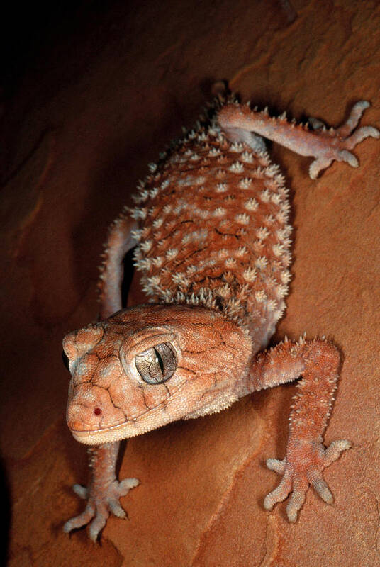 Rough Knobtail Gecko Art Print featuring the photograph Rough Knobtail Gecko by Steve Cooper