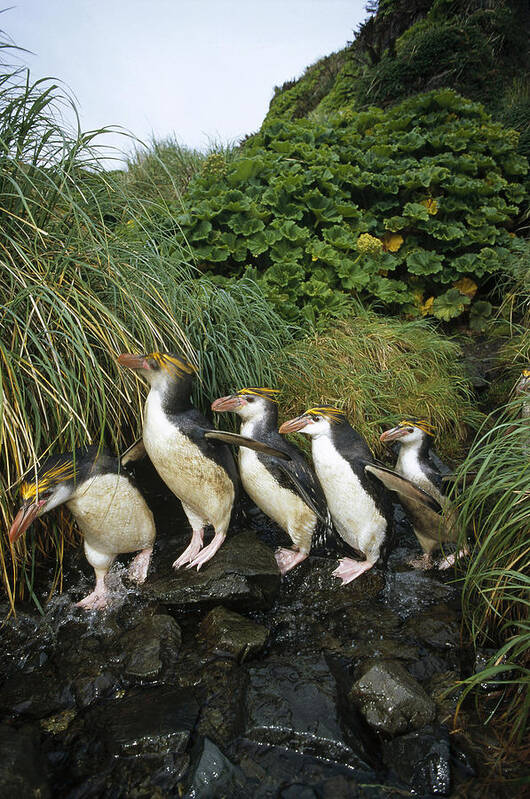 Feb0514 Art Print featuring the photograph Royal Penguins Commuting Macquarie Isl by Tui De Roy