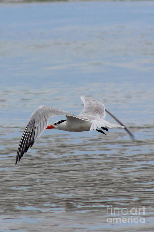 Tern Art Print featuring the photograph Royal Tern by Andre Turner