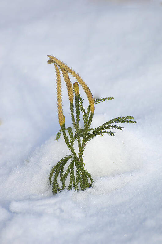 Adaptation Art Print featuring the photograph Running Pine In Snow by John W. Bova