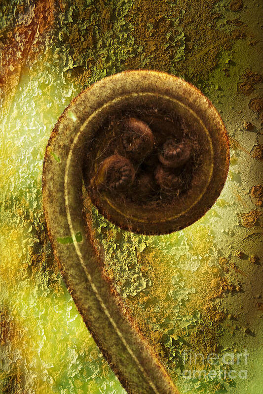 Plant Art Print featuring the photograph Rust and Fern by Heiko Koehrer-Wagner