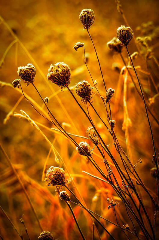 Abstract Art Print featuring the photograph Rustic Weeds by Brian Stevens