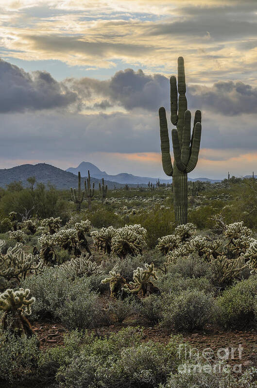 Saguaro Art Print featuring the photograph Saguaro and Storm Clouds by Tamara Becker