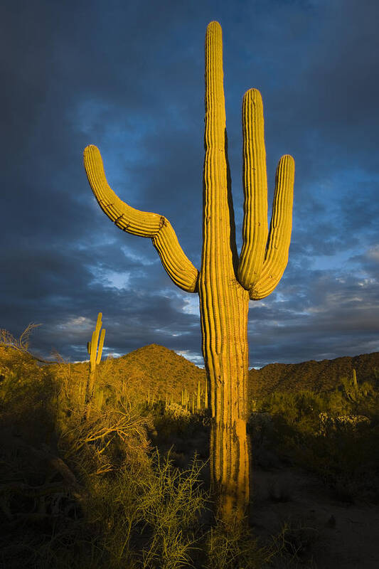 Feb0514 Art Print featuring the photograph Saguaro Cactus Arizona by Tom Vezo