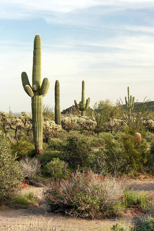 Saguaro Cactus Art Print featuring the photograph Saguaro Cactus, Arizona,usa by Brian Stablyk