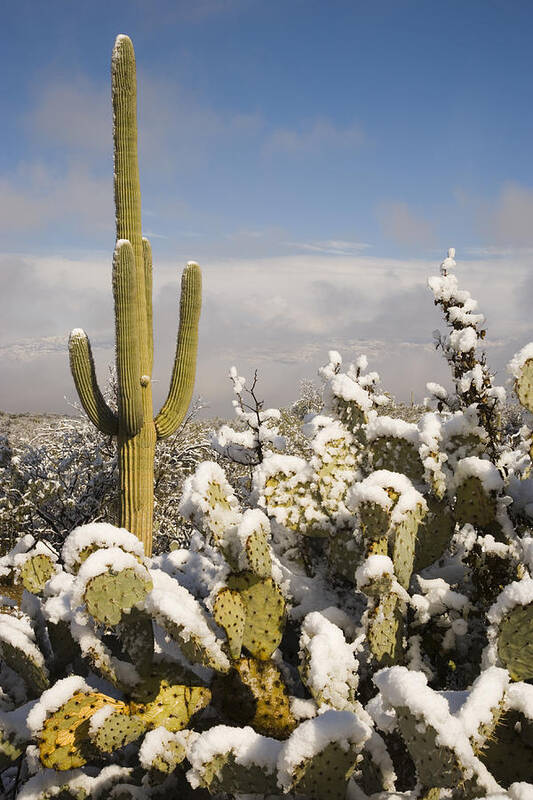 Feb0514 Art Print featuring the photograph Saguaro Cactus In Snow Saguaro Np by Tom Vezo