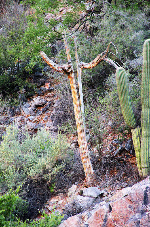 Tucson Art Print featuring the photograph Saguaro Skeleton by Jemmy Archer