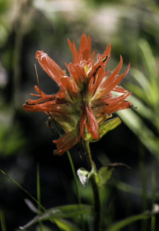 Cascade Mountian Range Art Print featuring the photograph Scarlet Paintbrush by Paul Shefferly