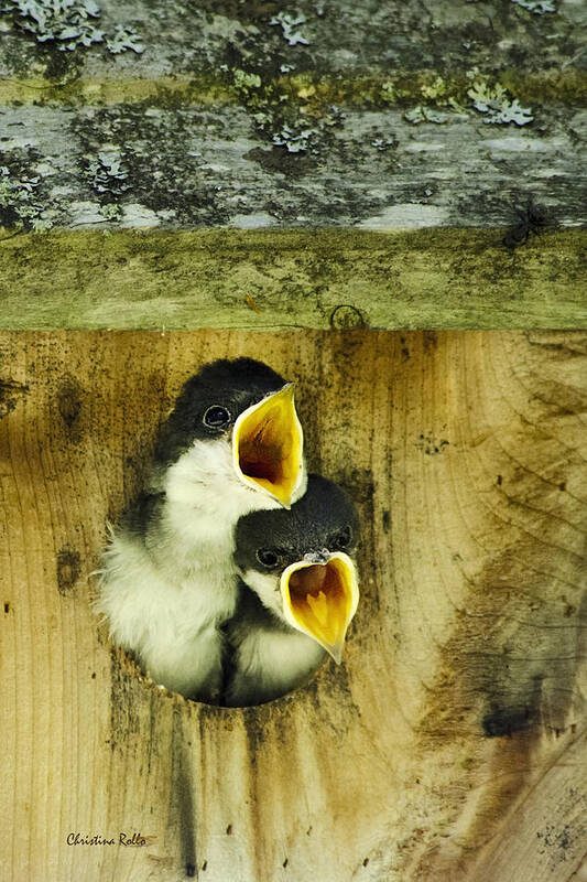 Bird Art Print featuring the photograph Baby Birds Screaming Hungry by Christina Rollo