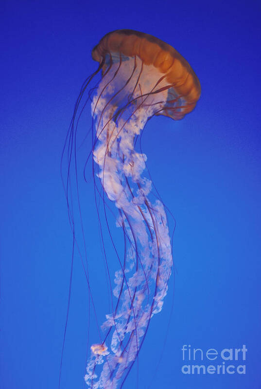 Animal Art Print featuring the photograph Sea Nettle Jellyfish by Mark Harmel