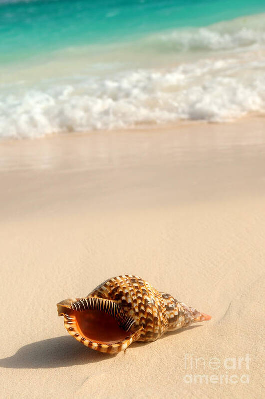 Seashell Art Print featuring the photograph Seashell and ocean wave 4 by Elena Elisseeva