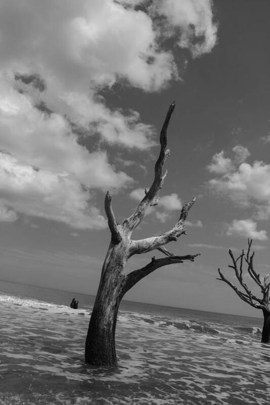 Hunting Island Art Print featuring the photograph Second Glance by Steven Taylor