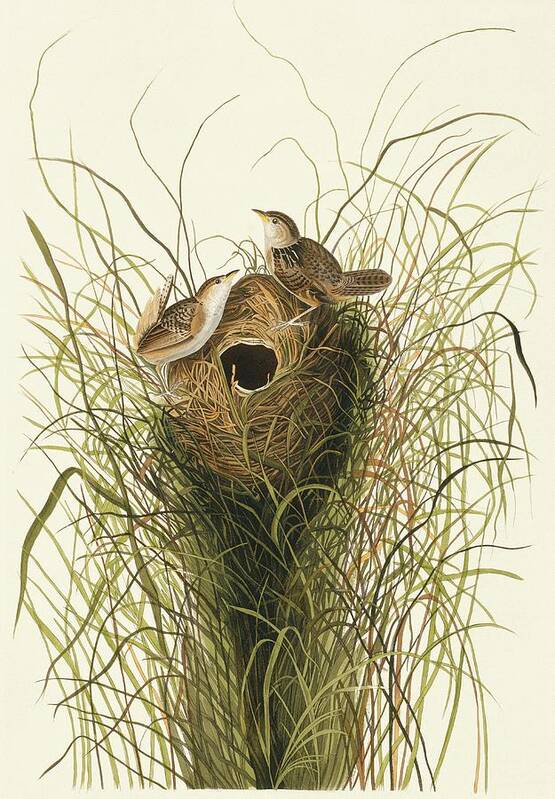 Illustration Art Print featuring the photograph Sedge Wren by Natural History Museum, London/science Photo Library