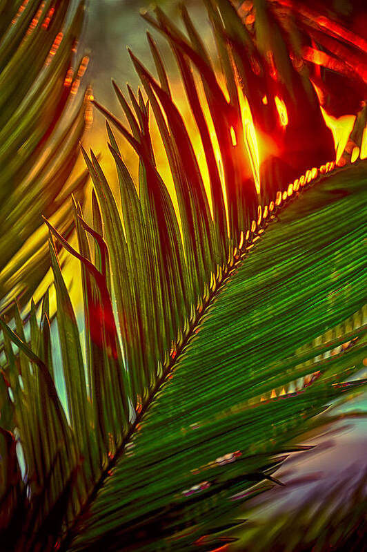 Palm Art Print featuring the photograph Sego Frond Fire by Scott Campbell