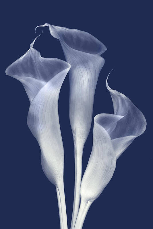 Calla Lilies Art Print featuring the photograph Sentinals of Light in Indigo by Leda Robertson