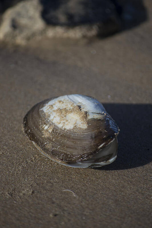 Sea Shell Art Print featuring the photograph Shell or someone's dinner by Spikey Mouse Photography