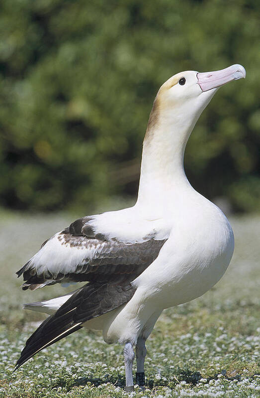 Feb0514 Art Print featuring the photograph Short-tailed Albatross Lone Female by Tui De Roy