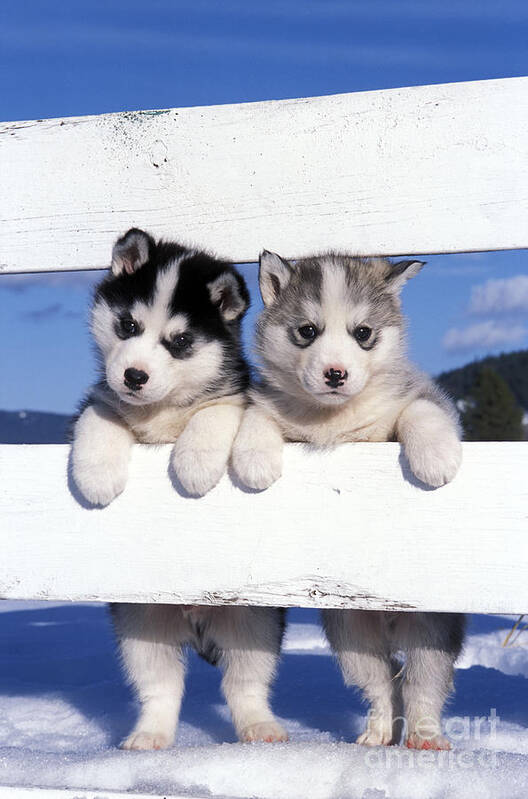 Siberian Huskies Art Print featuring the photograph Siberian Husky Puppies by Rolf Kopfle