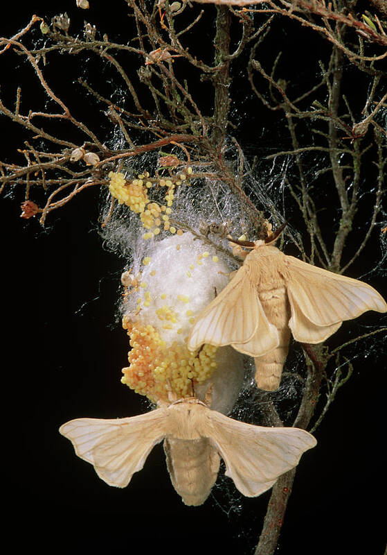 Bombyx Mori Art Print featuring the photograph Silk Moths (bombyx Mori) Laying Eggs On A Cocoon by Pascal Goetgheluck/science Photo Library