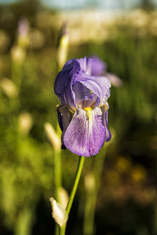 Iris Art Print featuring the photograph Silkscreen by Belinda Greb