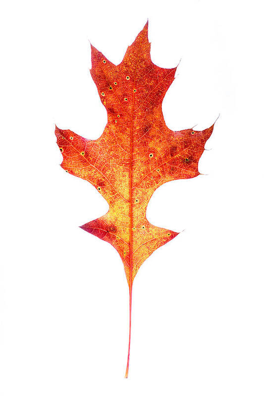 Autumn Art Print featuring the photograph Single Oak Leaf by Chris Bordeleau