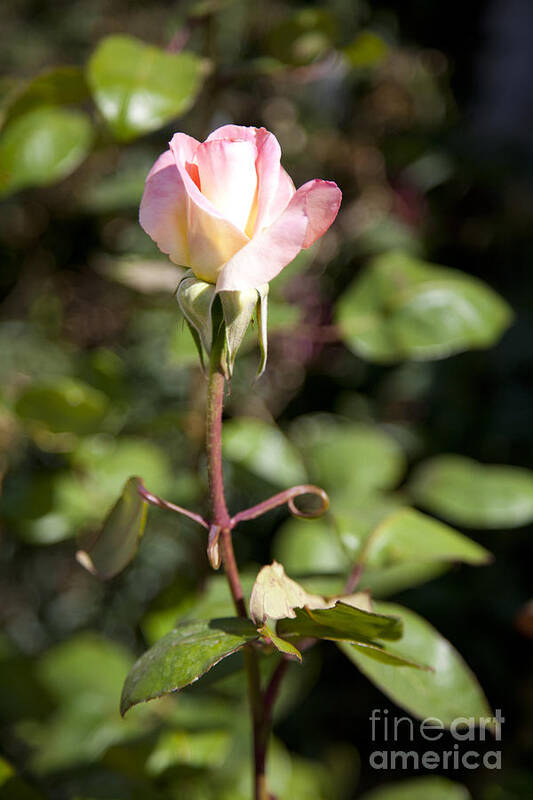 Pink Photographs Art Print featuring the photograph Single Rose by David Millenheft