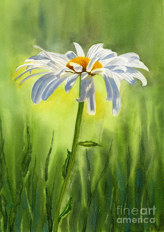 White Daisies Art Print featuring the painting Single White Daisy by Sharon Freeman
