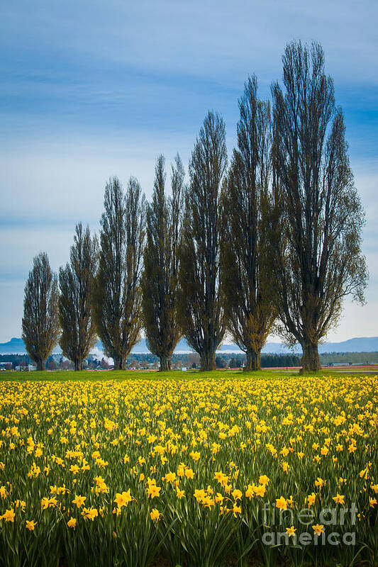 America Art Print featuring the photograph Skagit Trees by Inge Johnsson