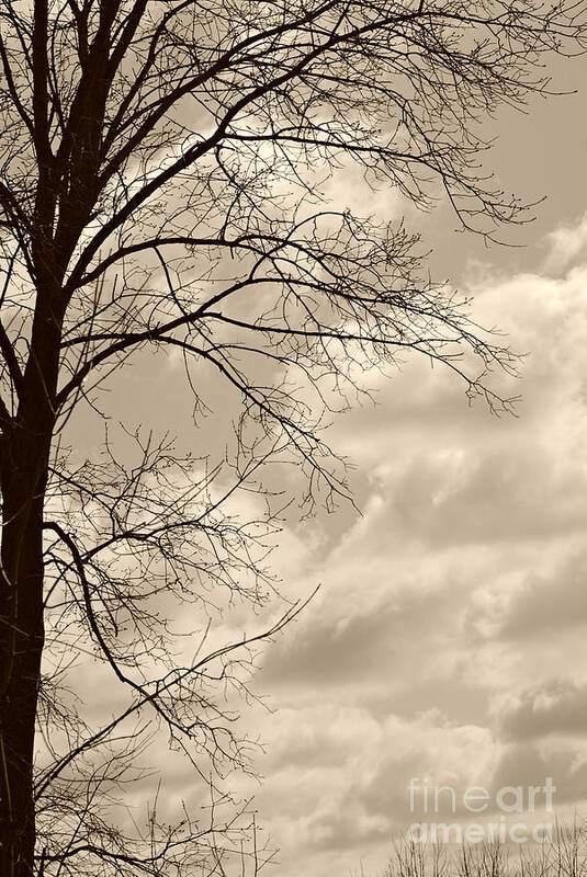 Sky In Sepia Print Art Print featuring the photograph Sky in sepia by Lila Fisher-Wenzel