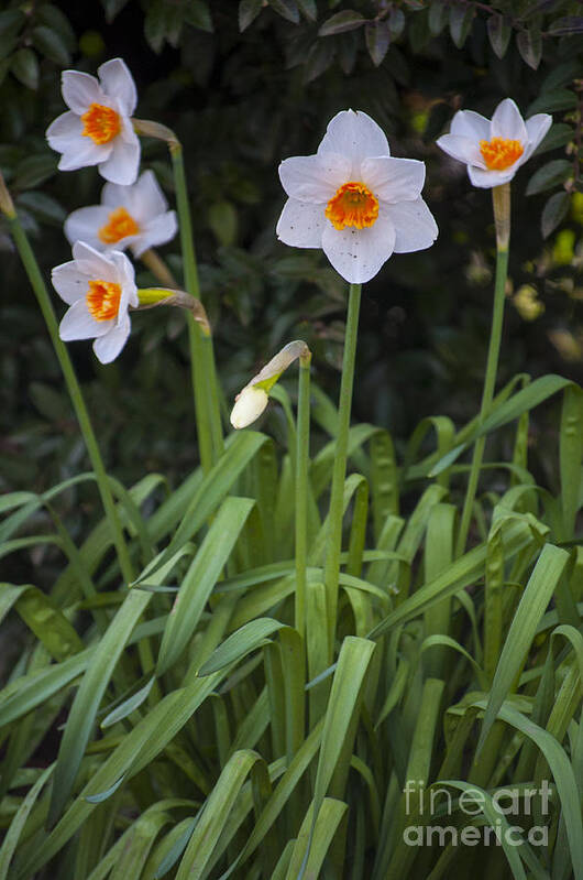 Outdoor Art Print featuring the photograph Small Daffodils by M J