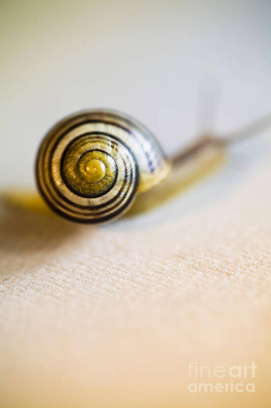 Snail Art Print featuring the photograph Small Snail Close Up by Jan Bickerton